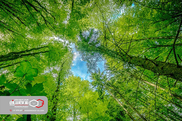 معرفی مناطق بکر و زیبای جنگلی در استان گیلان